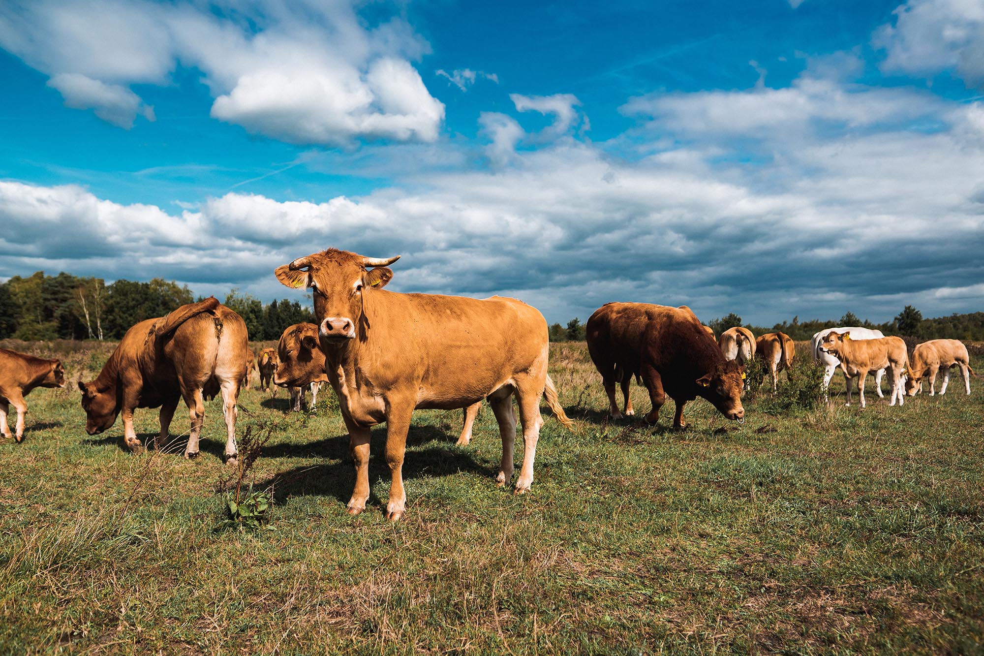 Outdoor grazing limousin cows