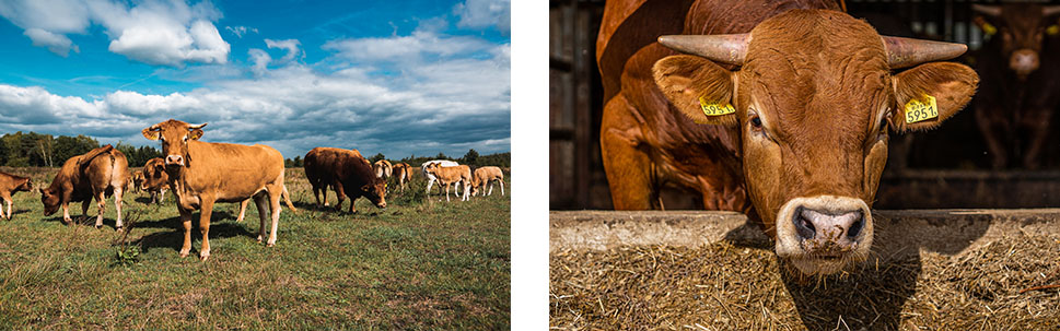 Limousin runderen in de buitenlucht