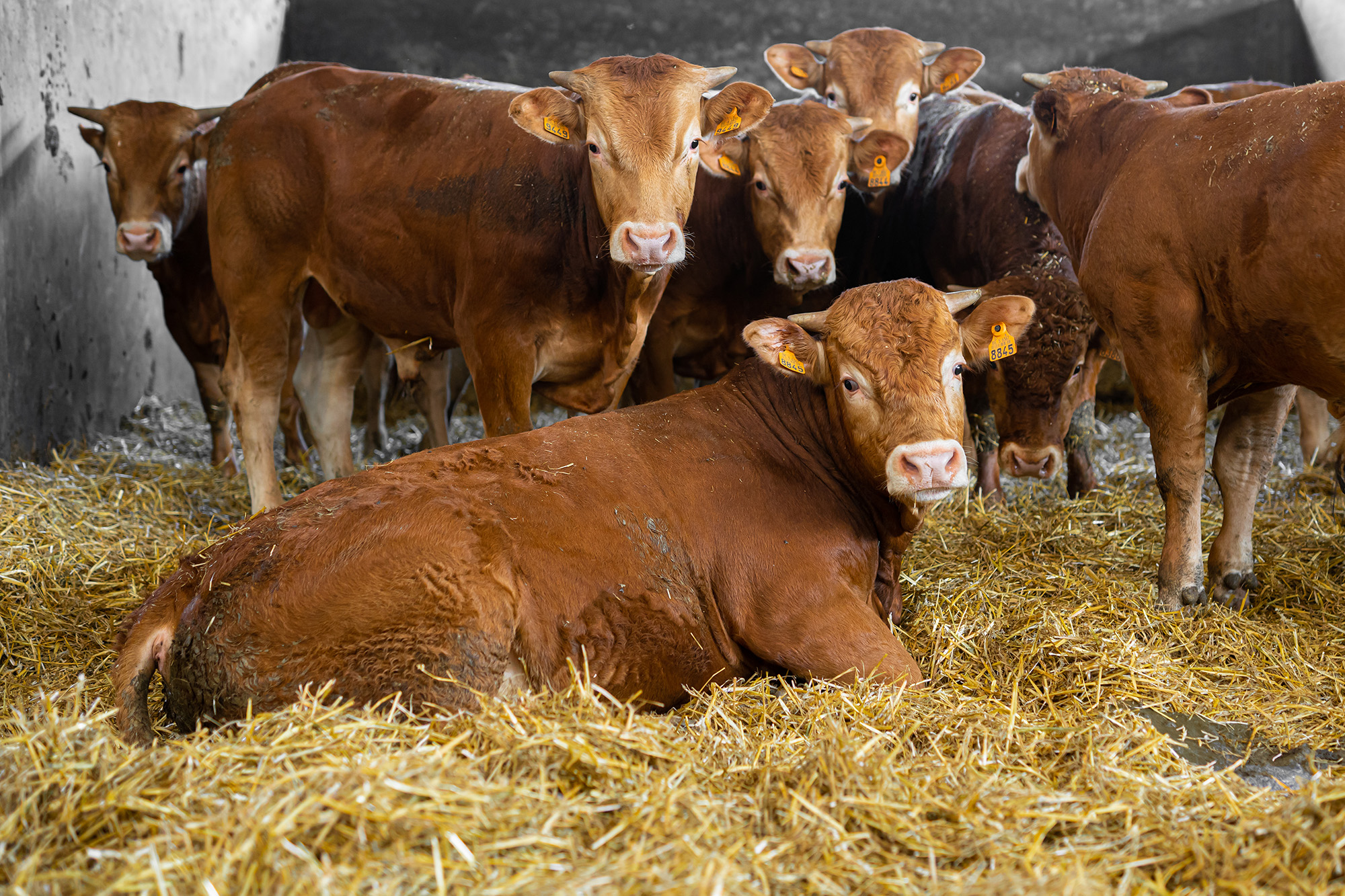 Limousin cows