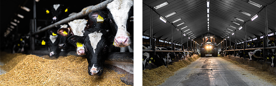 Calves in a stable with tractor